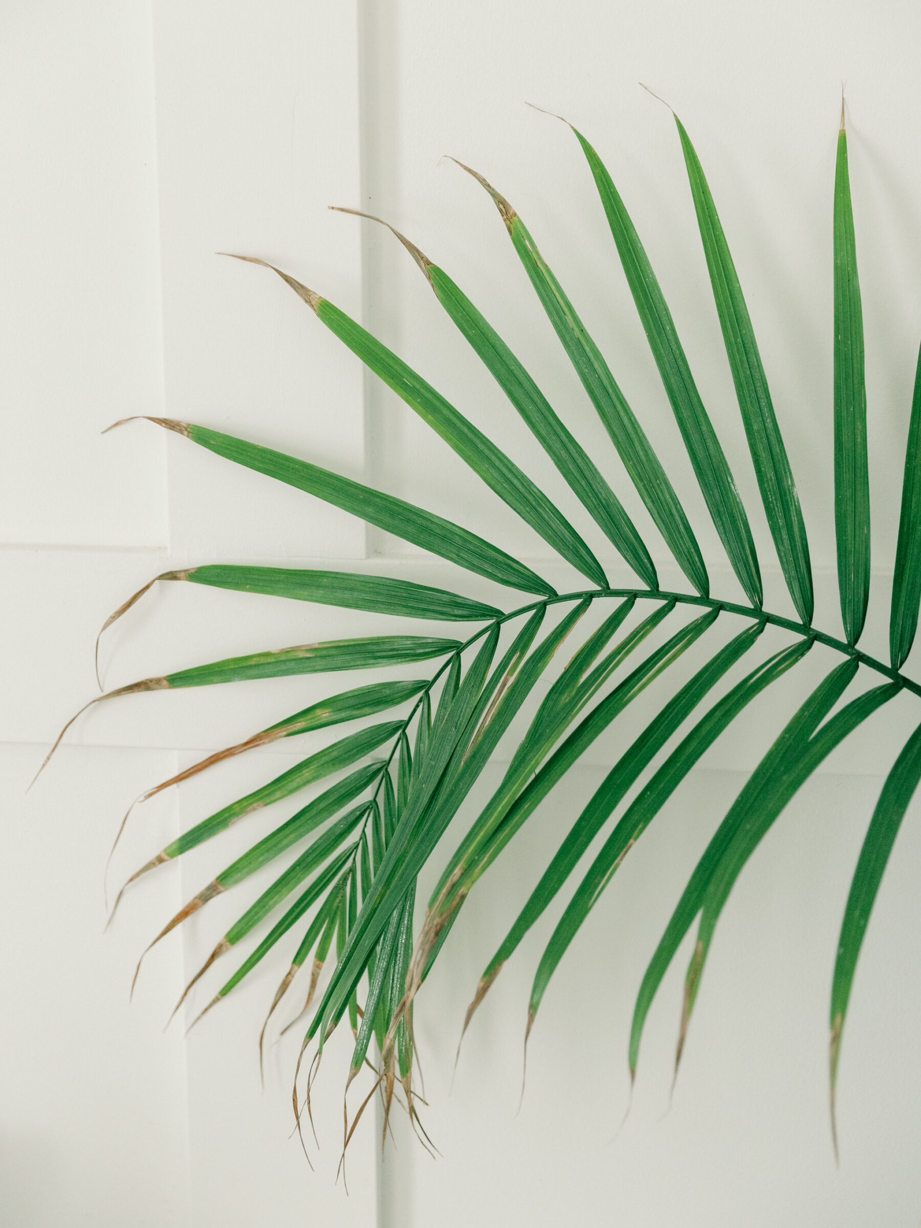 A close-up shot of a lush green palm leaf against a white wall in Carbone Studios, a boudoir photography studio in Richmond, VA. The palm's long, elegant fronds fan out, adding a touch of nature and tranquility to the studio's minimalist decor.
