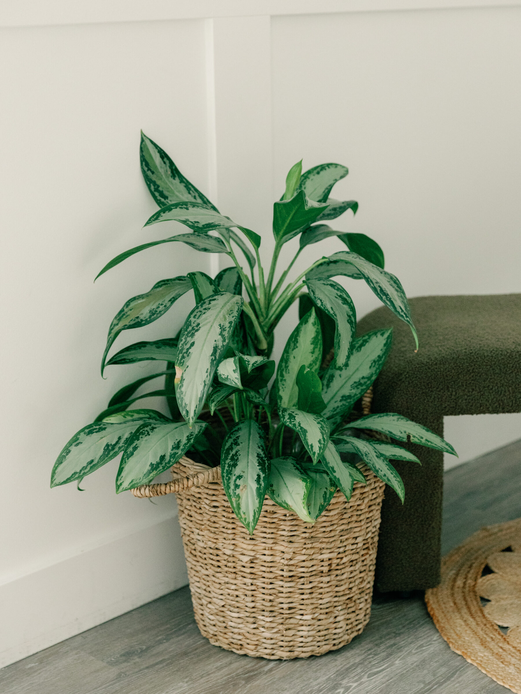 A leafy indoor plant in a woven basket sits in the corner of Carbone Studios, a Richmond boudoir photography studio. The lush greenery adds to the calming, natural ambiance, creating a relaxed environment for boudoir photography sessions.