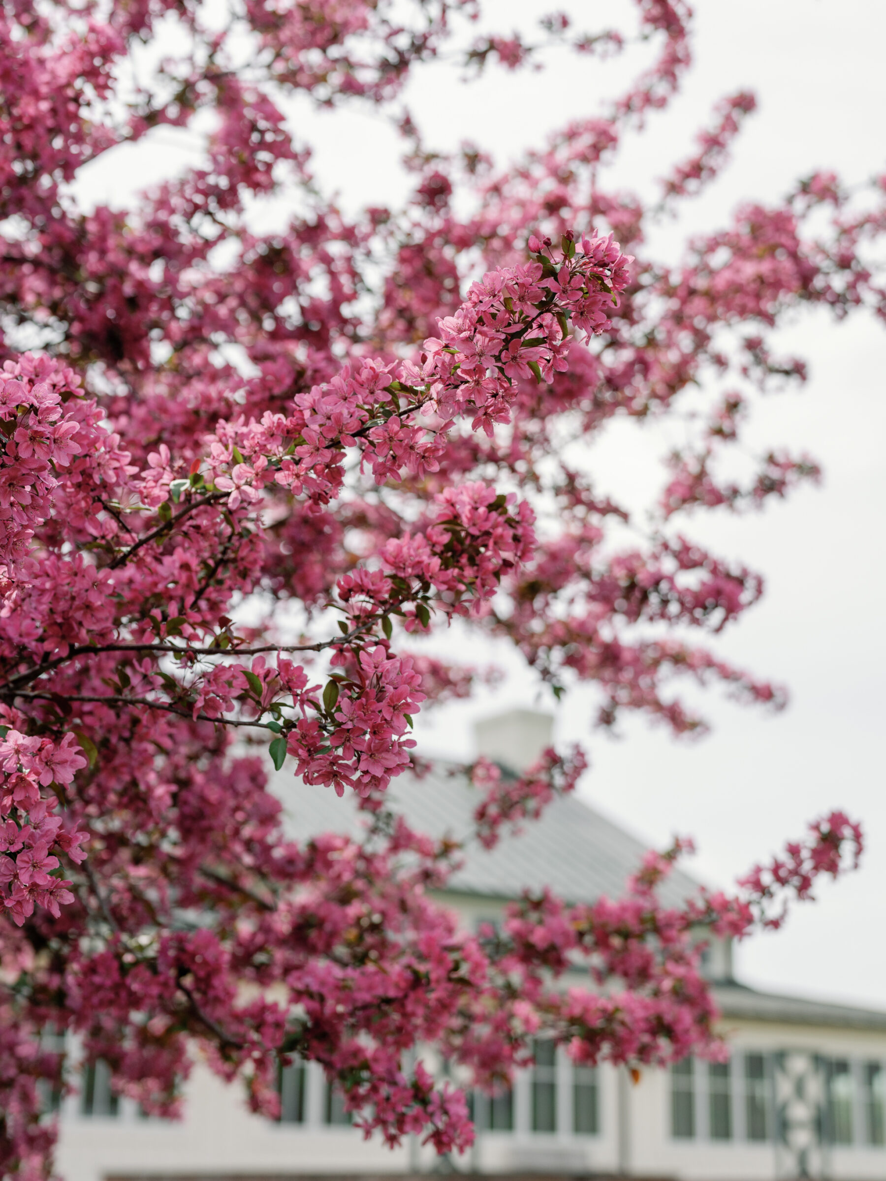 Spring blossoms in vibrant pink frame the beautiful wedding venue at King Family Vineyards in Charlottesville, VA, with the charming barn in the background.