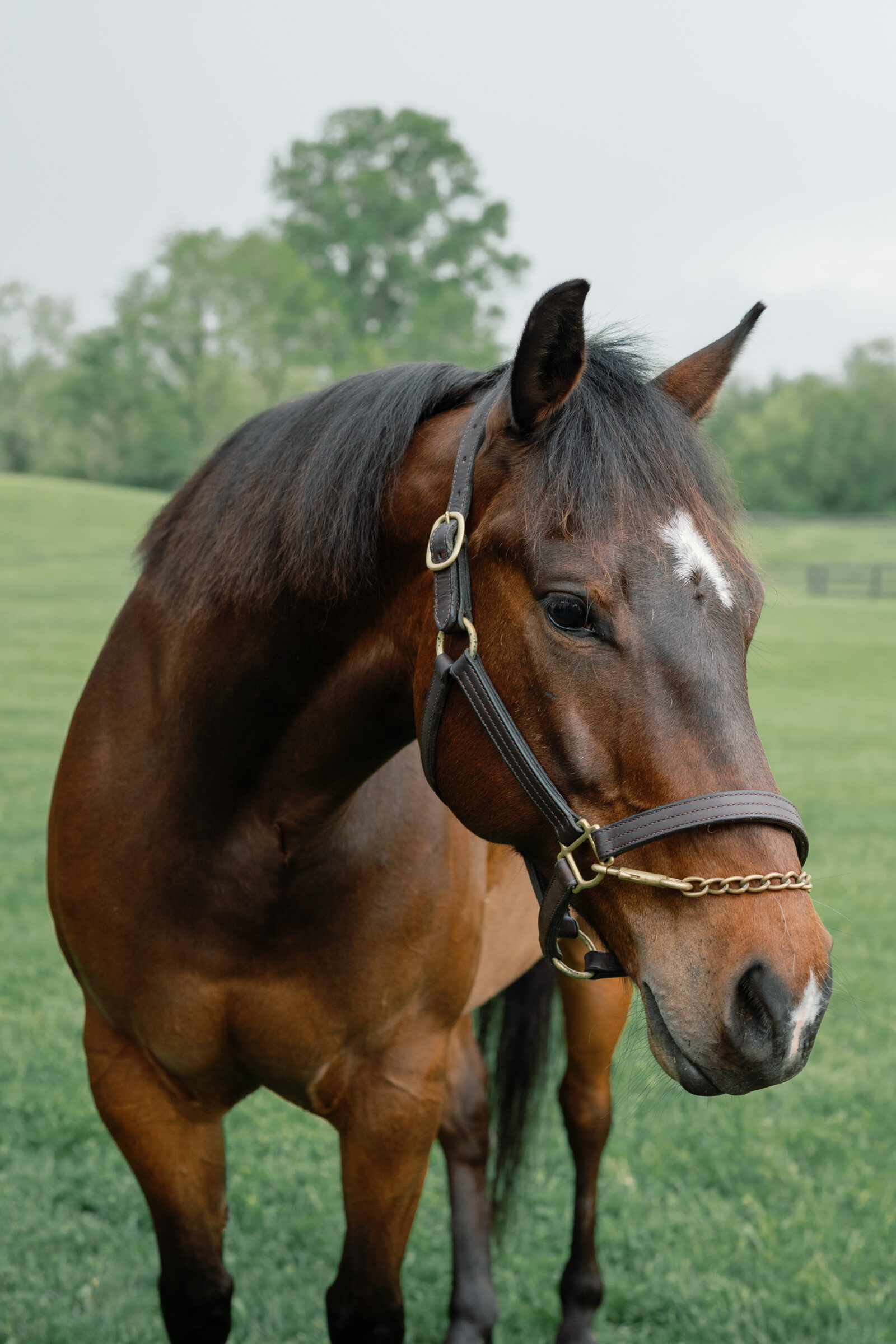 A close-up of a horse in a grassy field. The horse has a brown coat with a white star on its forehead, wearing a brown leather halter with a chain. The background is a blurred, peaceful green landscape with trees and a fence.