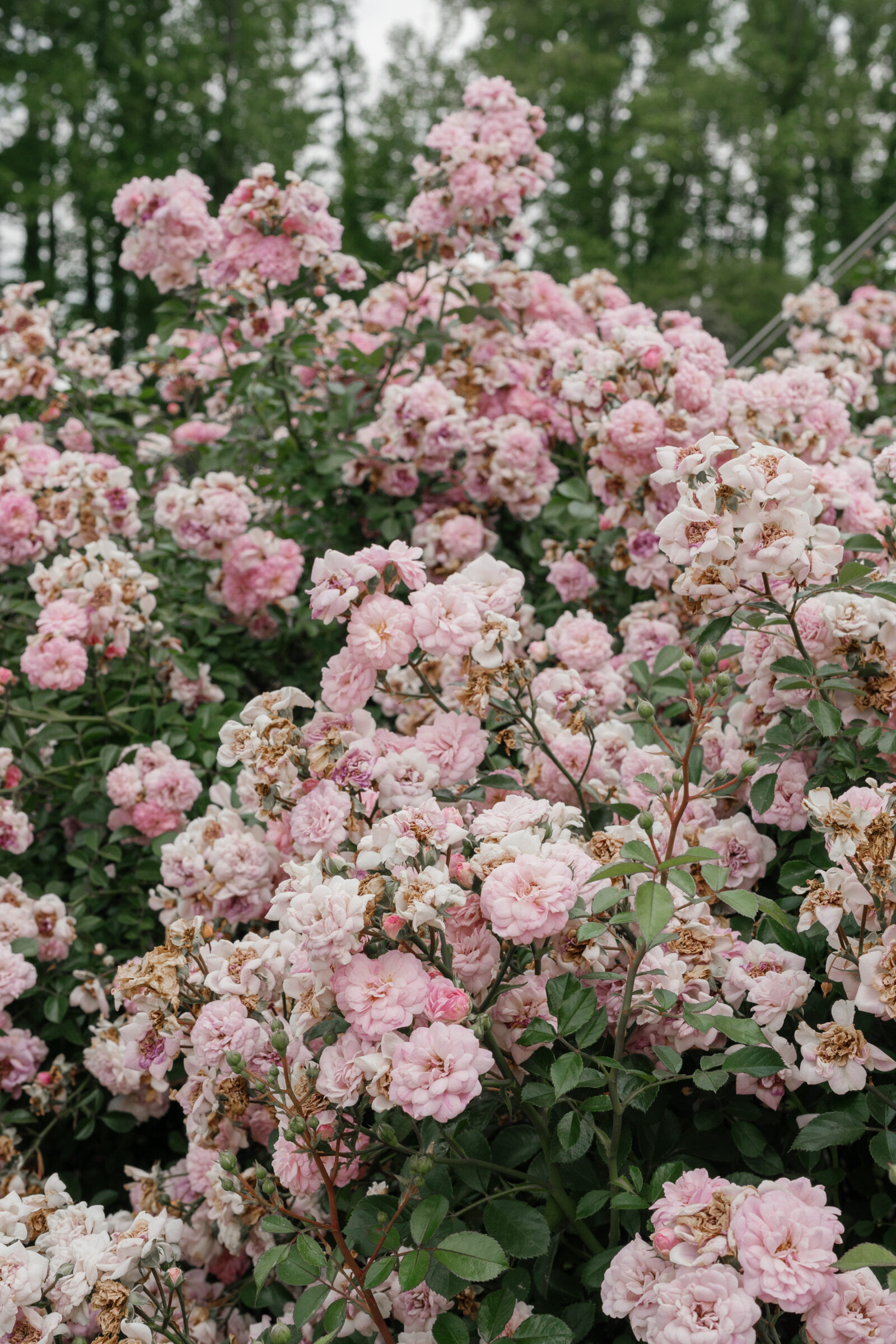 pink flowers in the Biltmore gardens