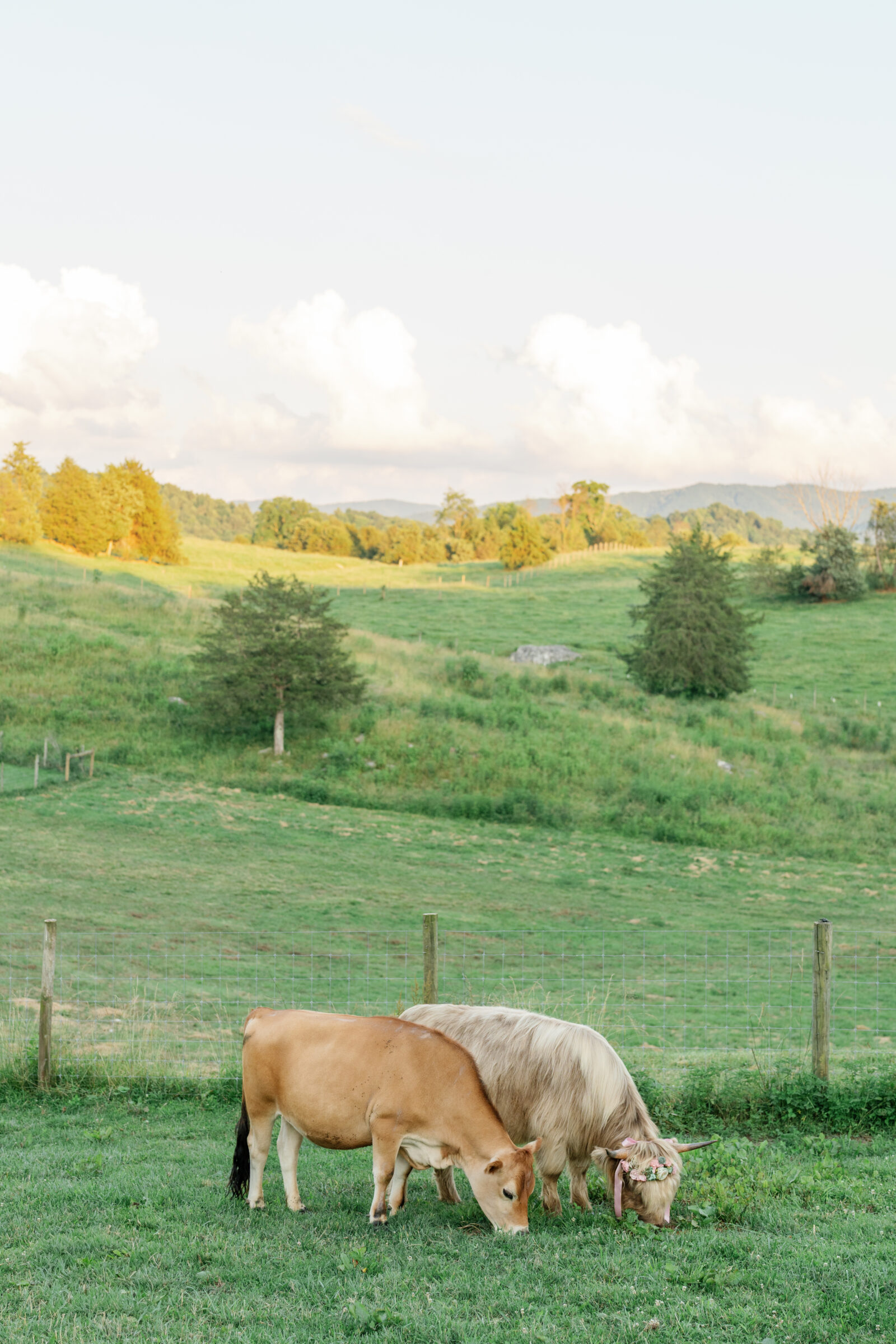 Full Bloom Farm Wedding | cows