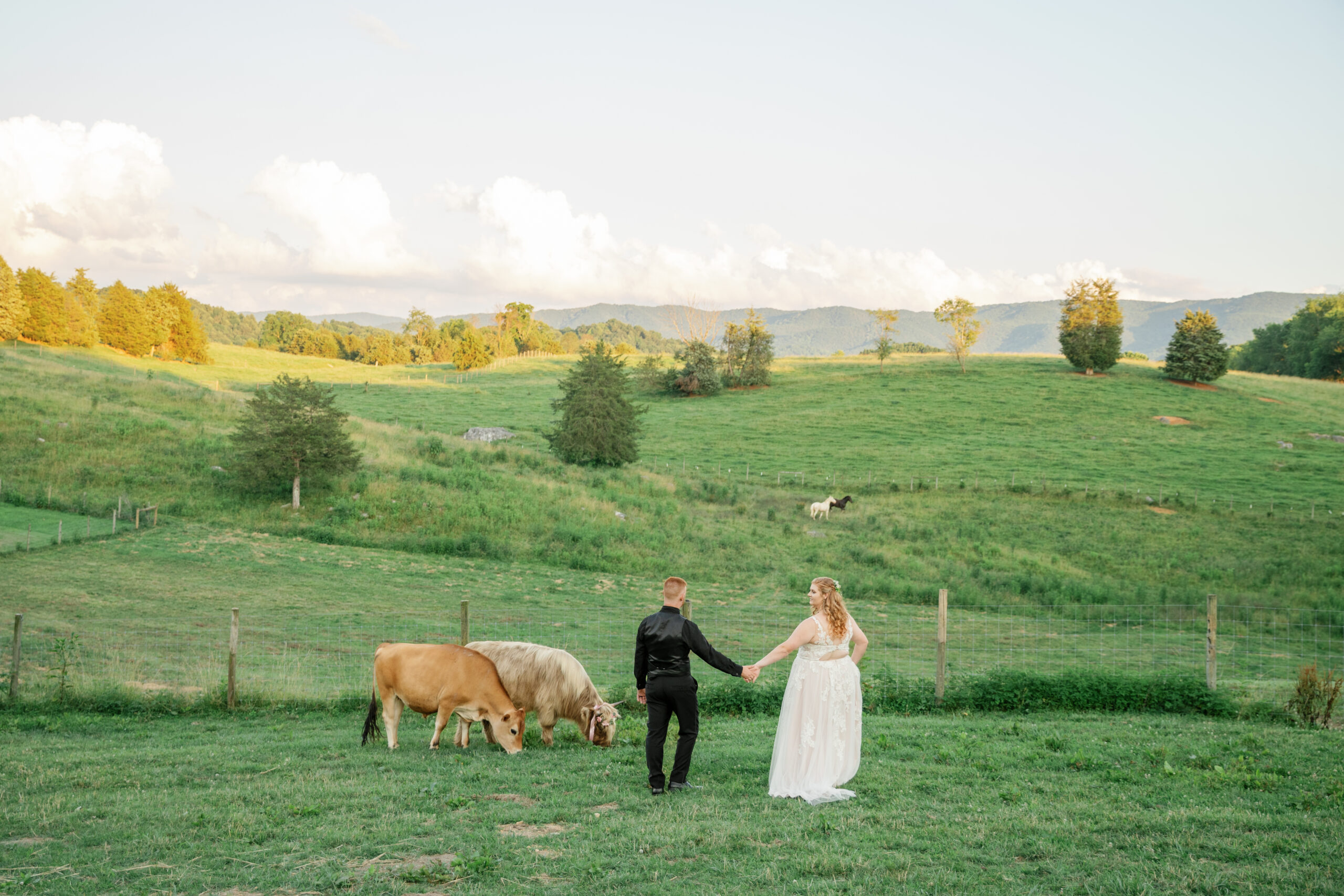 Full Bloom Farm Wedding | bride and groom walk with cows, away from camera
