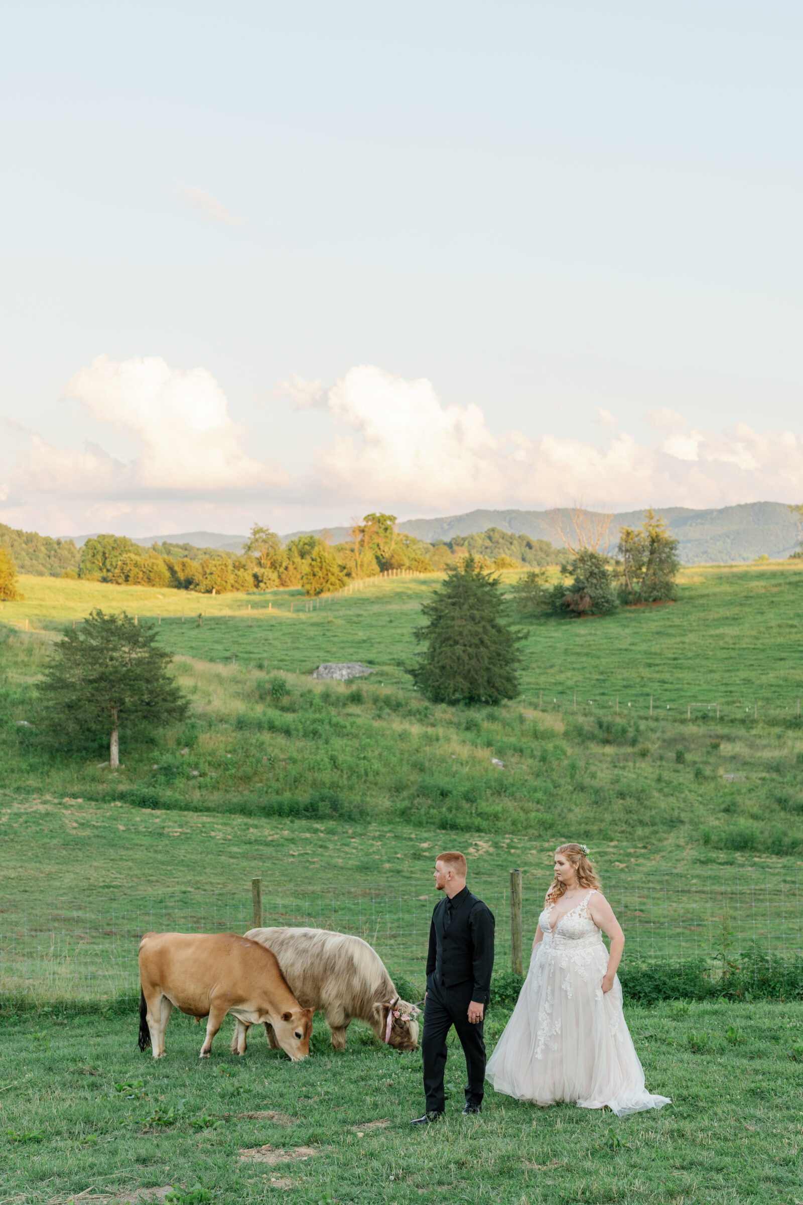 Full Bloom Farm Wedding | bride and groom walk amongst the cows