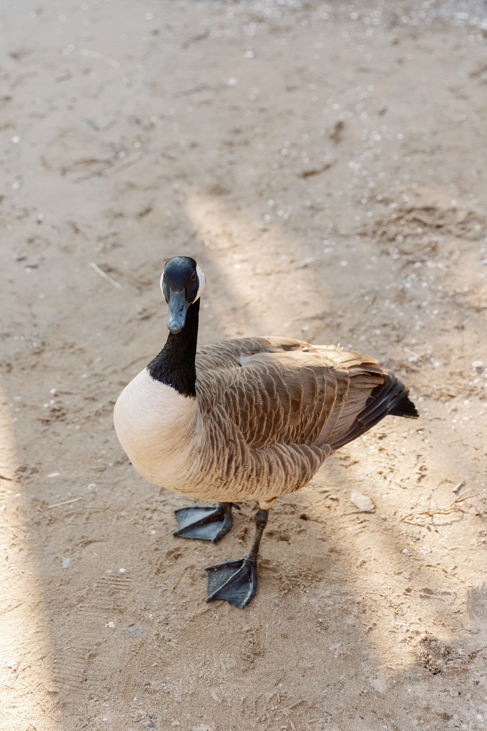 Engagement Session at Great Falls Park in Maryland | goose on a sandy beach
