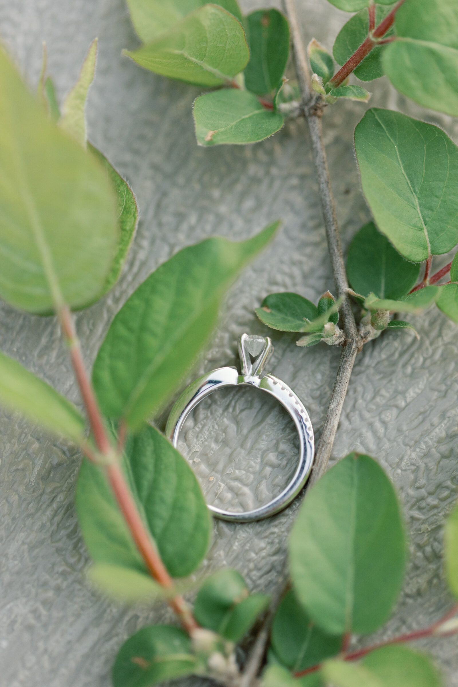 Engagement Session at Great Falls Park in Maryland | engagement ring surrounded by greenery