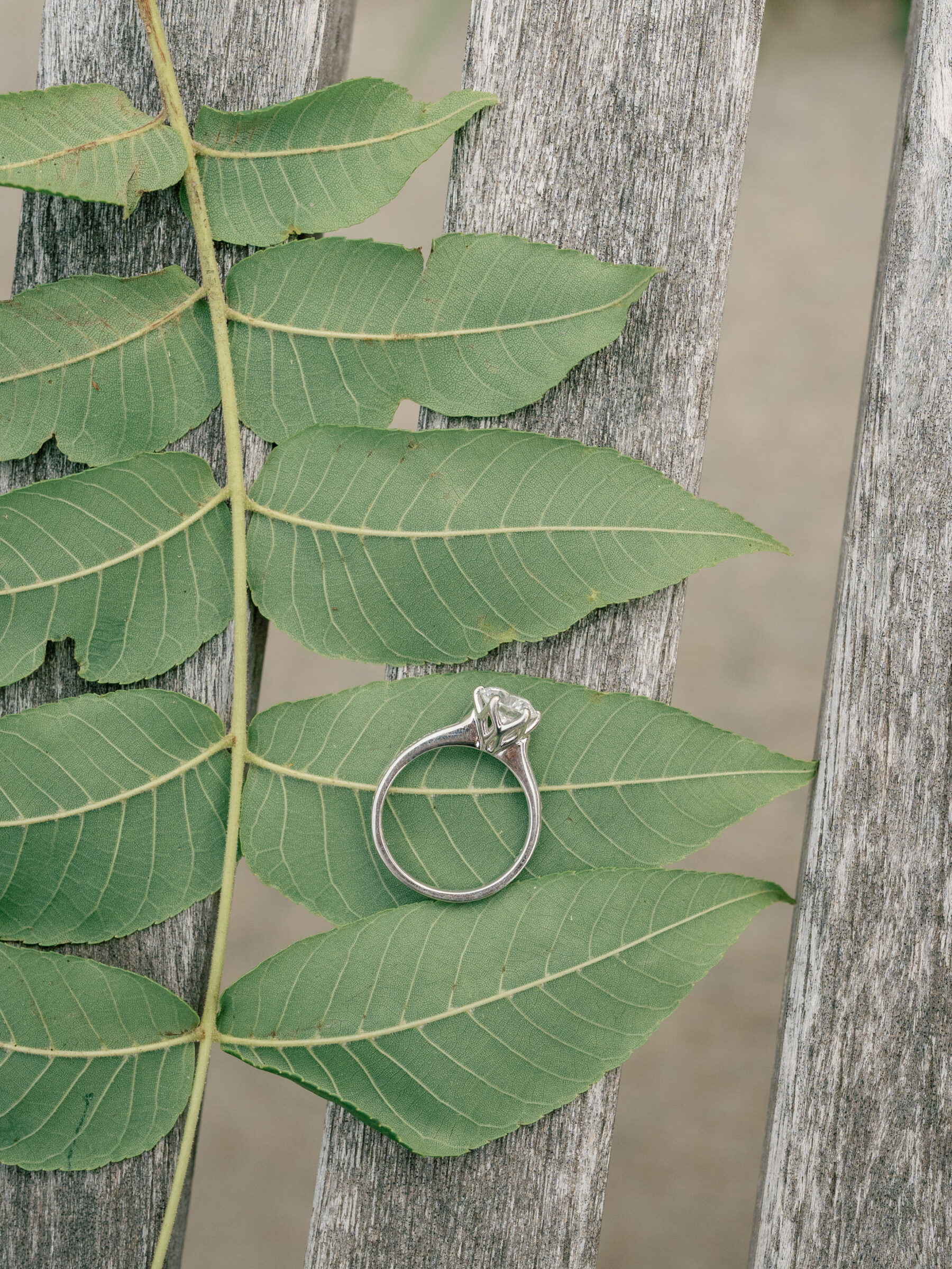 Meadowlark Botanical Gardens Engagement Photos | silver engagement ring on a green leaf