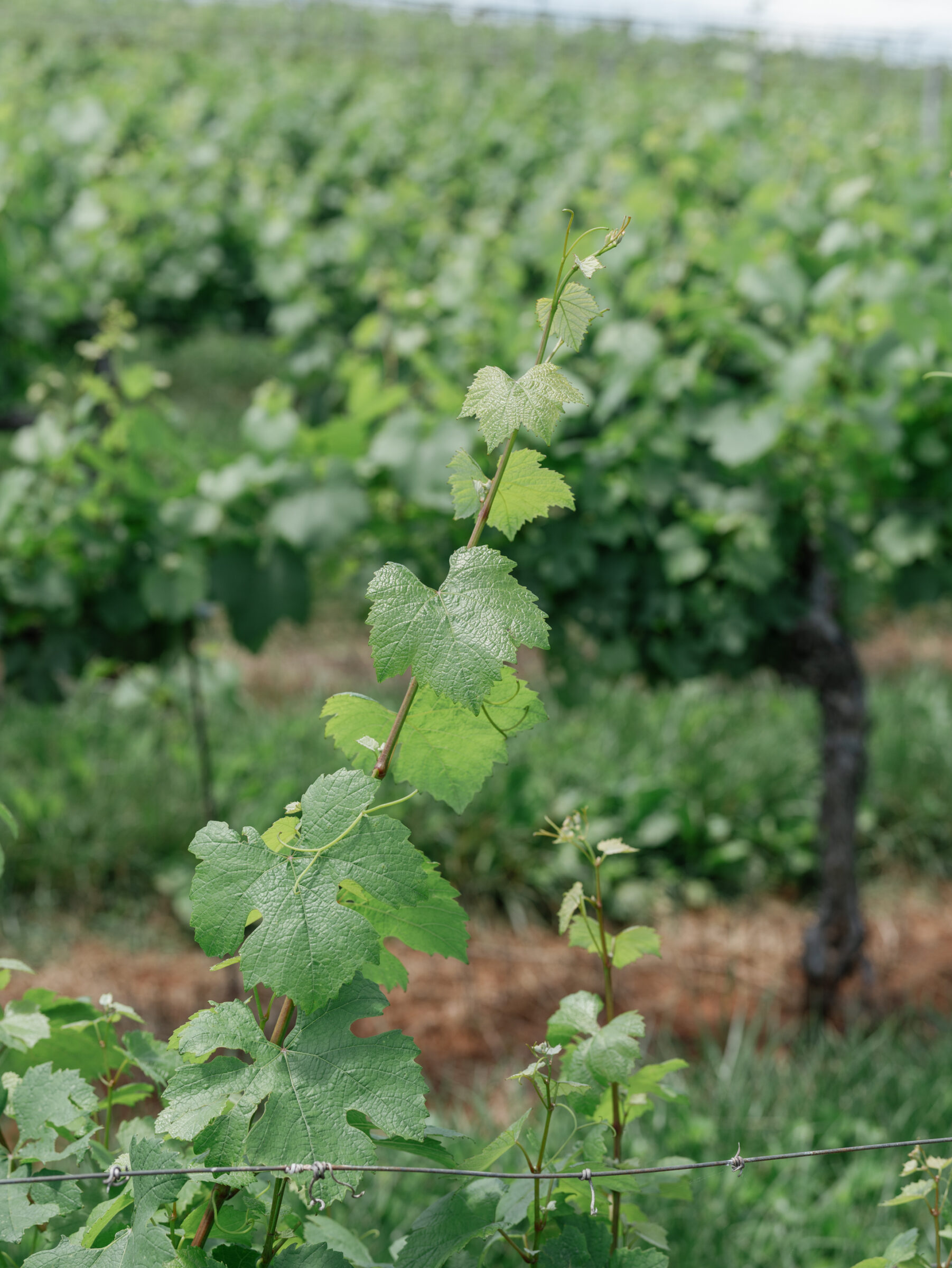 Close‑up of vibrant grapevine leaves and tender new shoots in the Trump Winery Wedding vineyard rows in Charlottesville