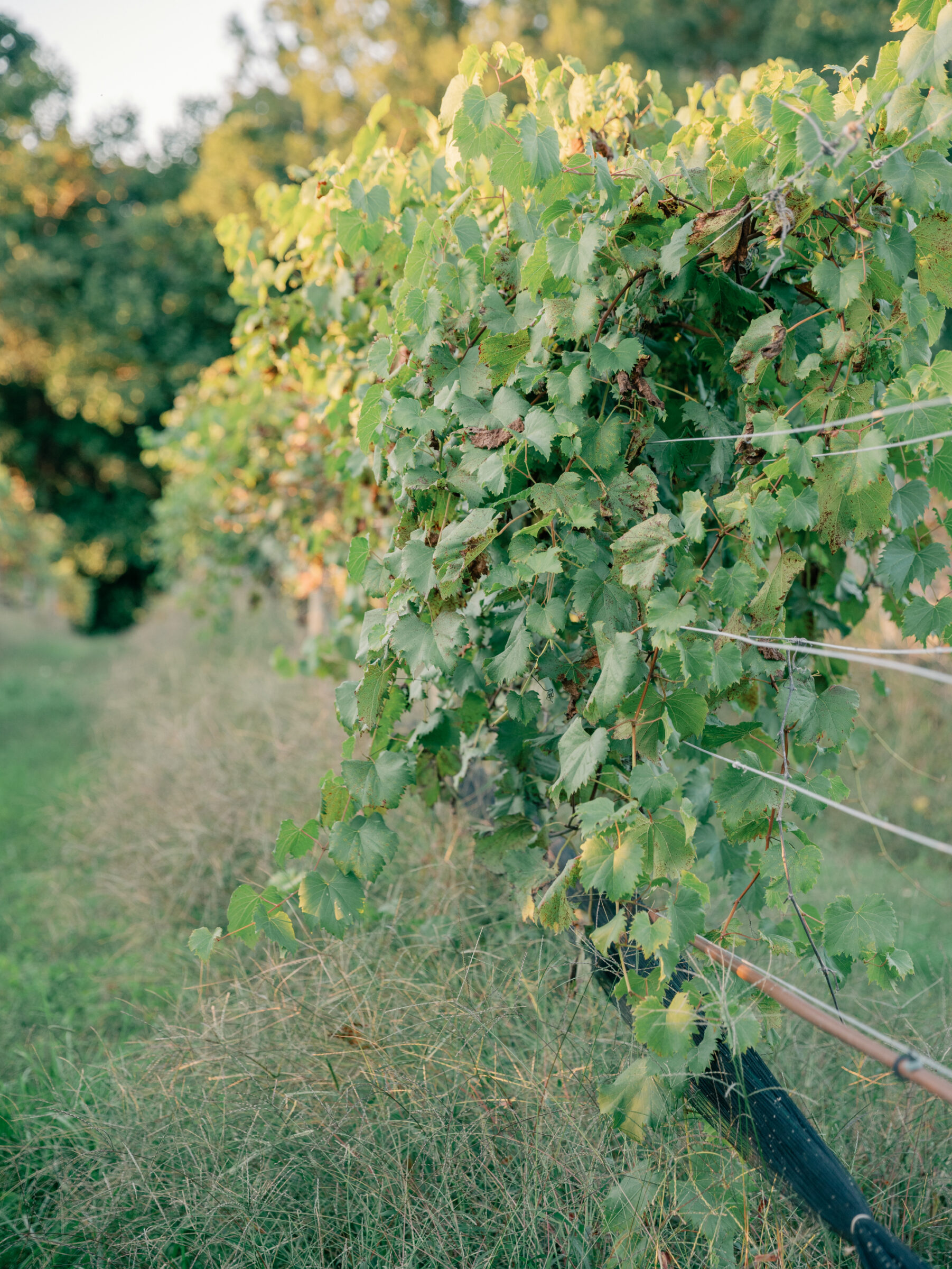 Sunlit vineyard rows at Ashton Creek Vineyards in Chester VA, a romantic wedding venue near Richmond with rustic charm and timeless scenery.