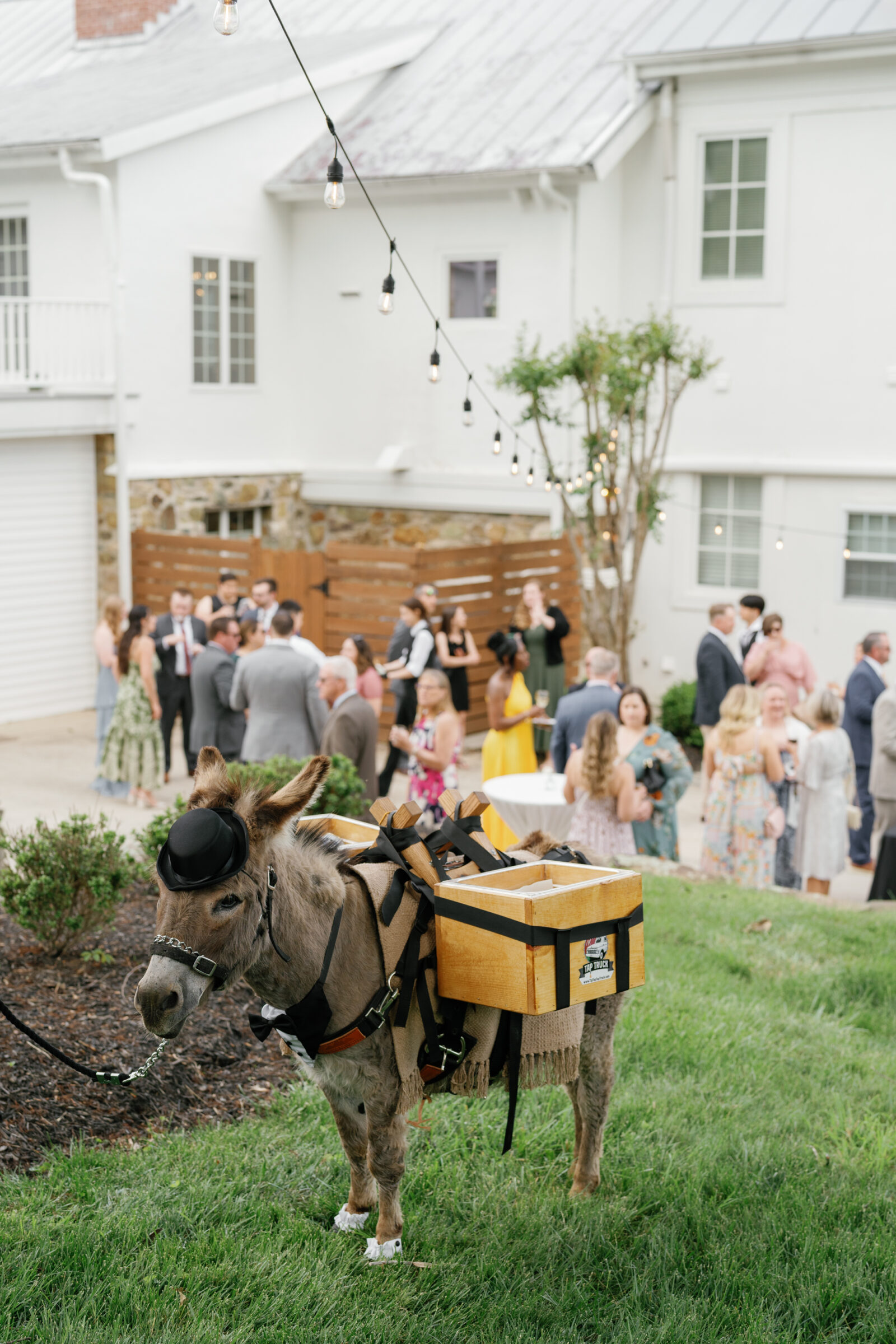 A mini donkey dressed in a bow tie and carrying drink boxes delights guests during cocktail hour