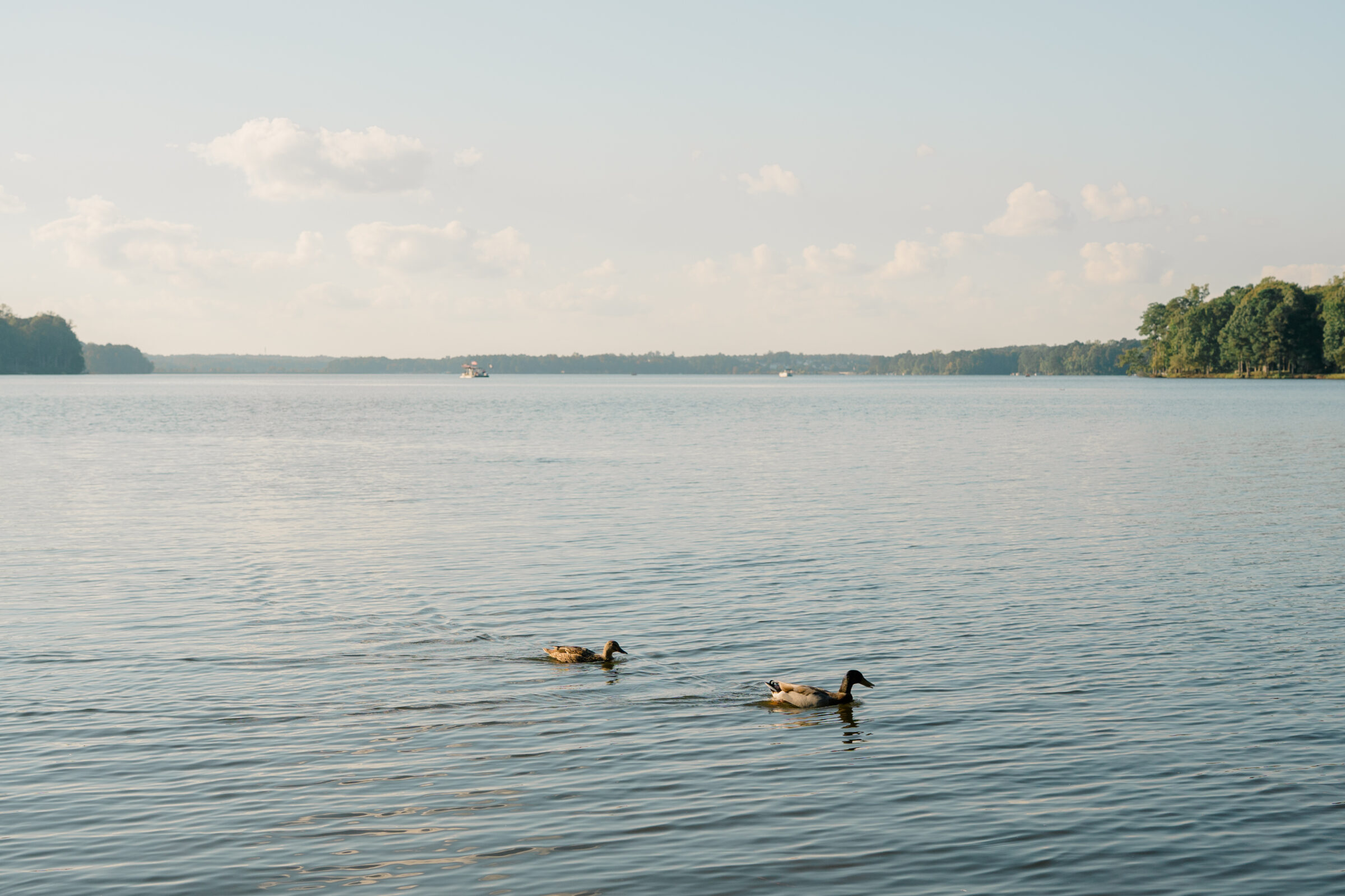 Two ducks swimming on Swift Creek Reservoir at The Boathouse at Sunday Park wedding venue near Richmond VA.