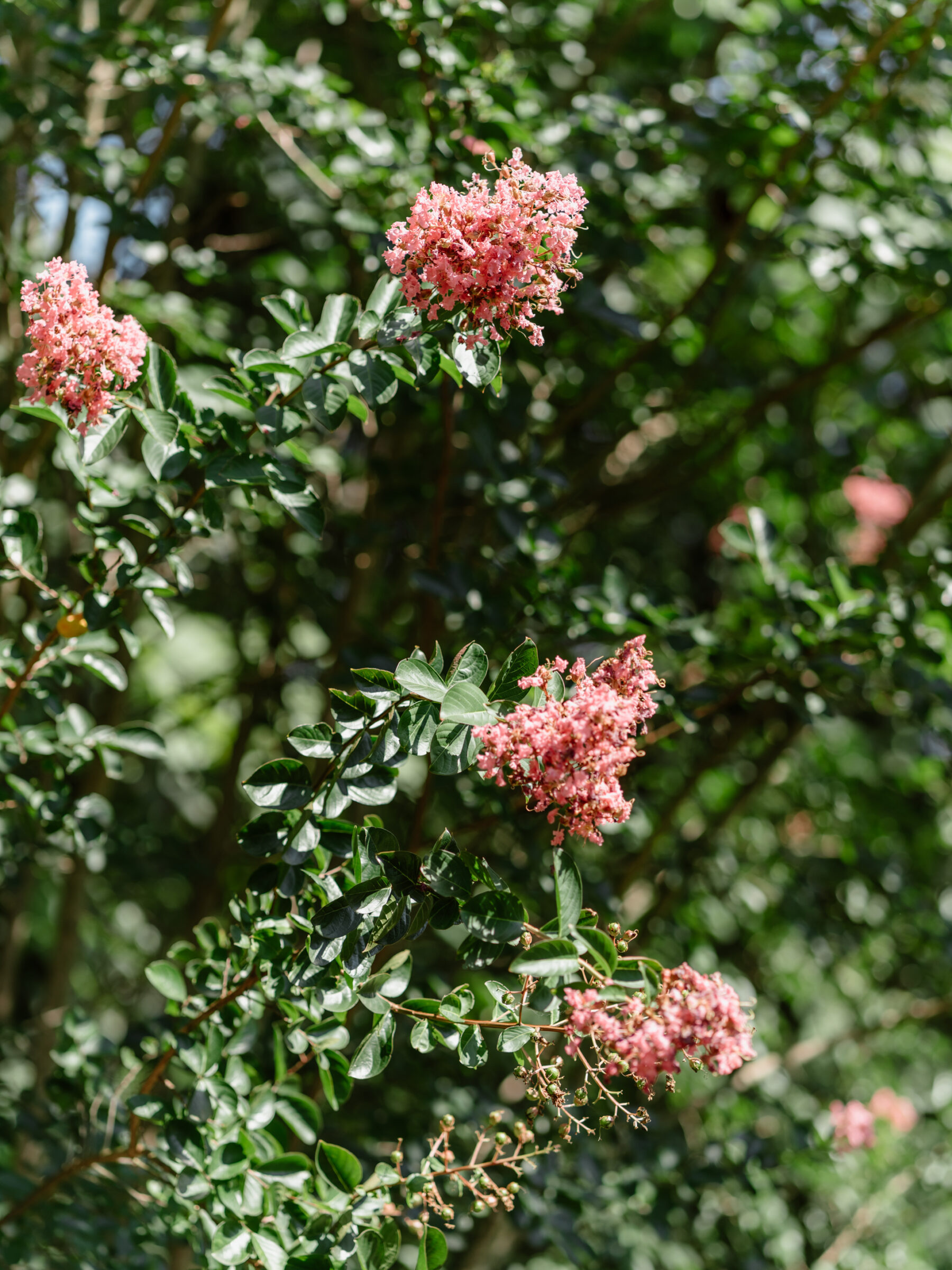 Soft pink crepe myrtle blooms against lush green foliage in the summer garden at Rust Manor House in Leesburg, VA.