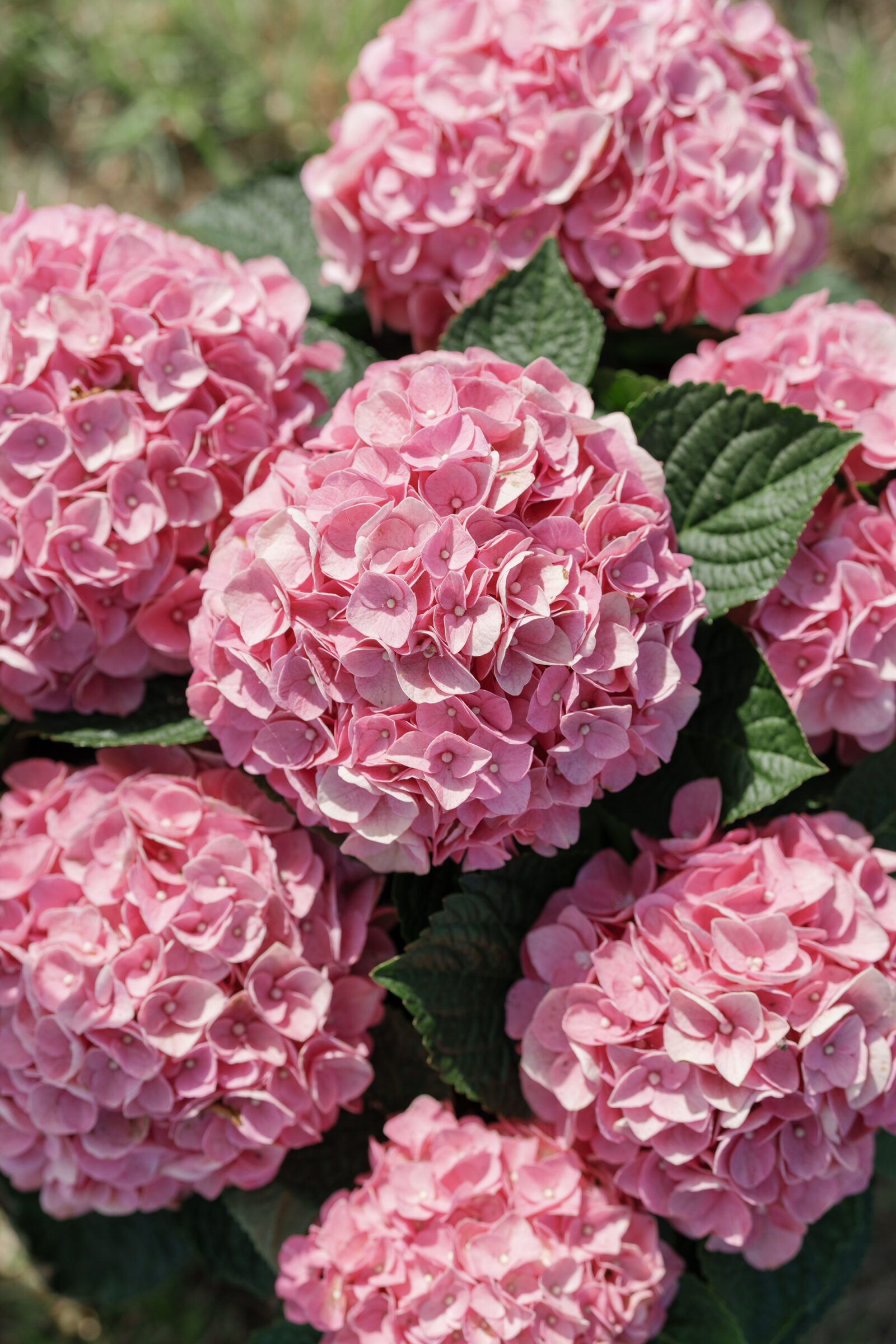 Close-up of vibrant pink hydrangea blooms with rich green leaves, photographed in natural sunlight for a soft, romantic detail.