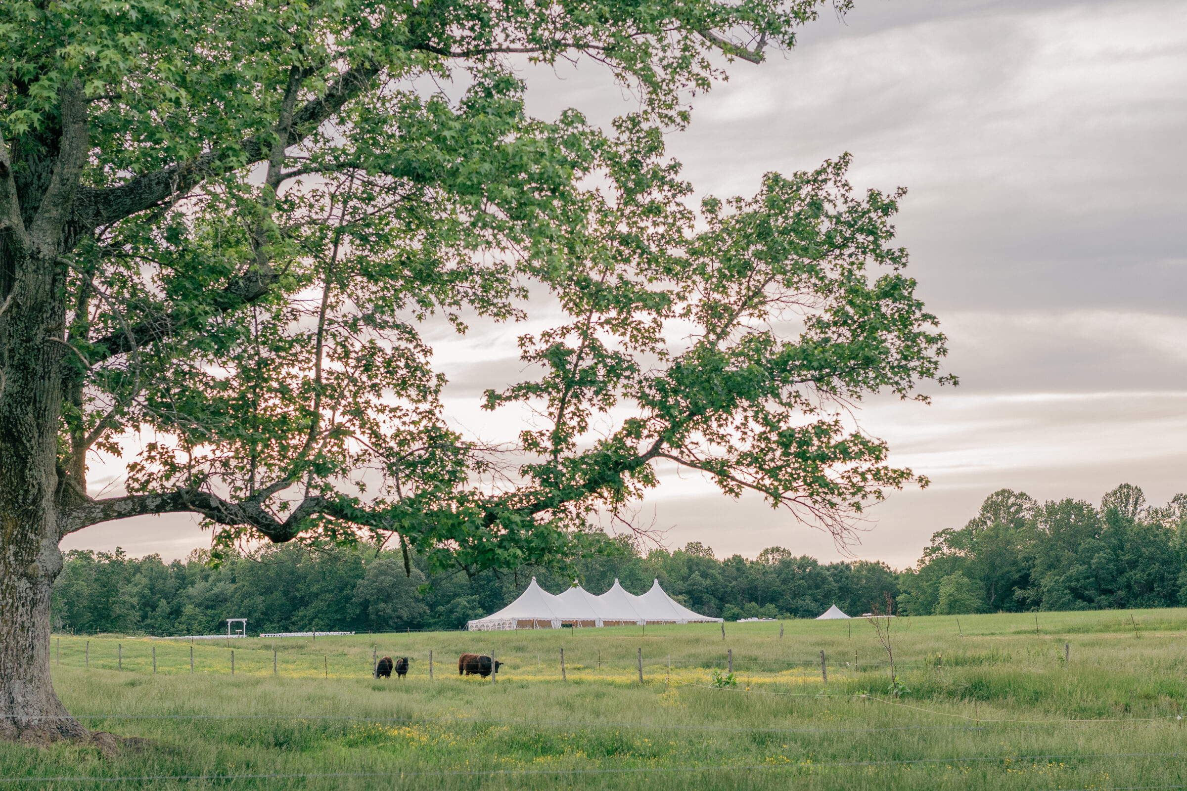 Wide view of a countryside wedding in Southern Maryland at sunset, with a white tent nestled in open fields and cows grazing beneath a large oak tree.