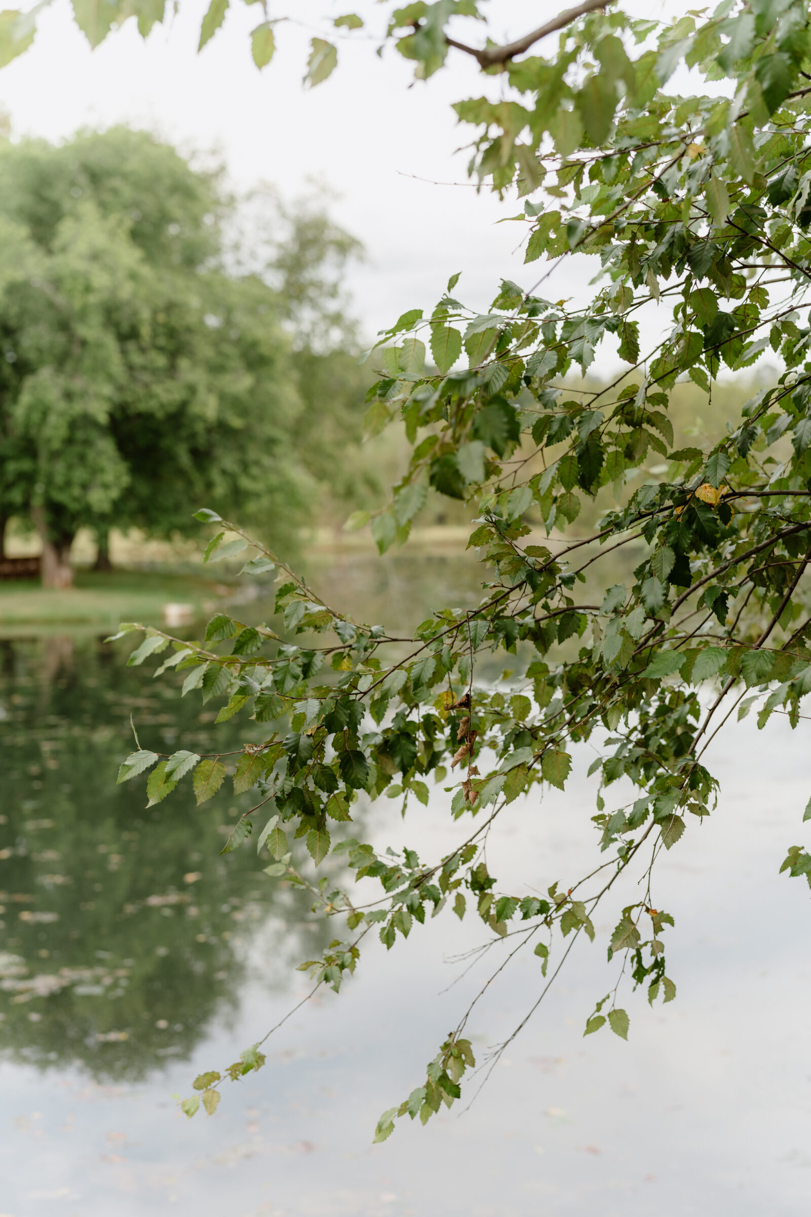Tree branches over the pond at a wedding venue in Lexington, VA