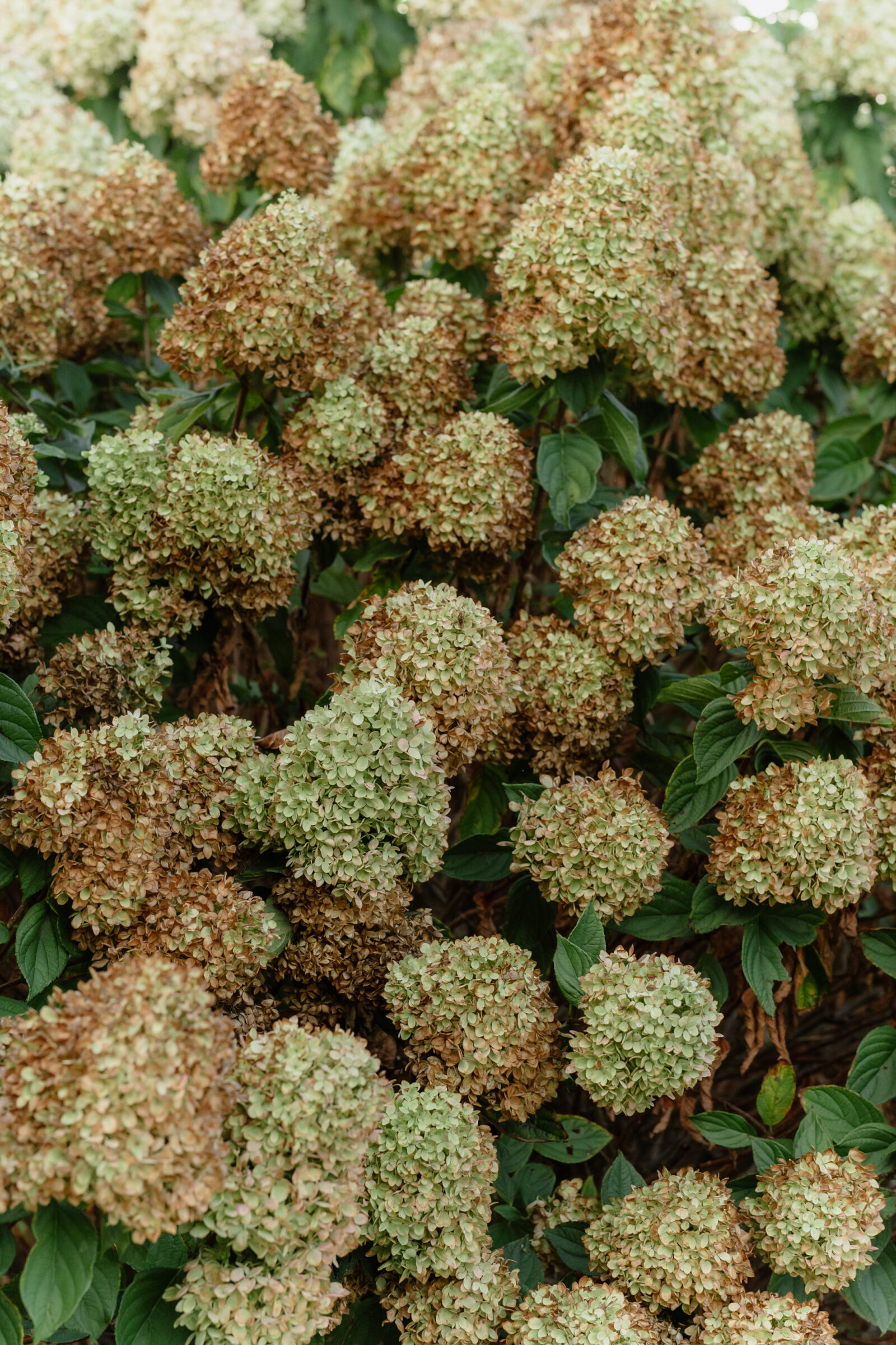 Hydrangea blooms at Big Spring Farm in Lexington, VA