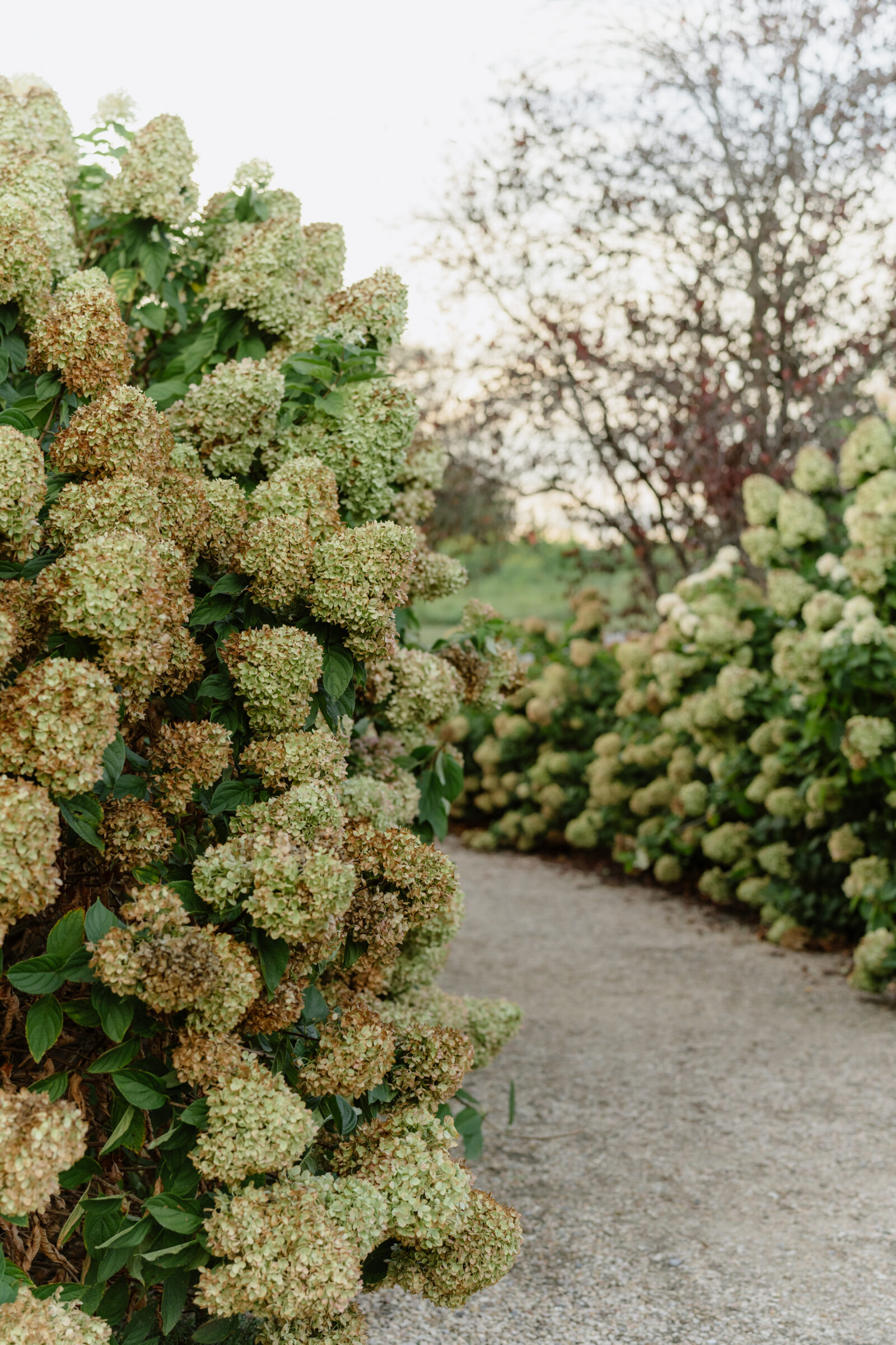 Hydrangea-lined garden path at Big Spring Farm wedding venue in Lexington, VA