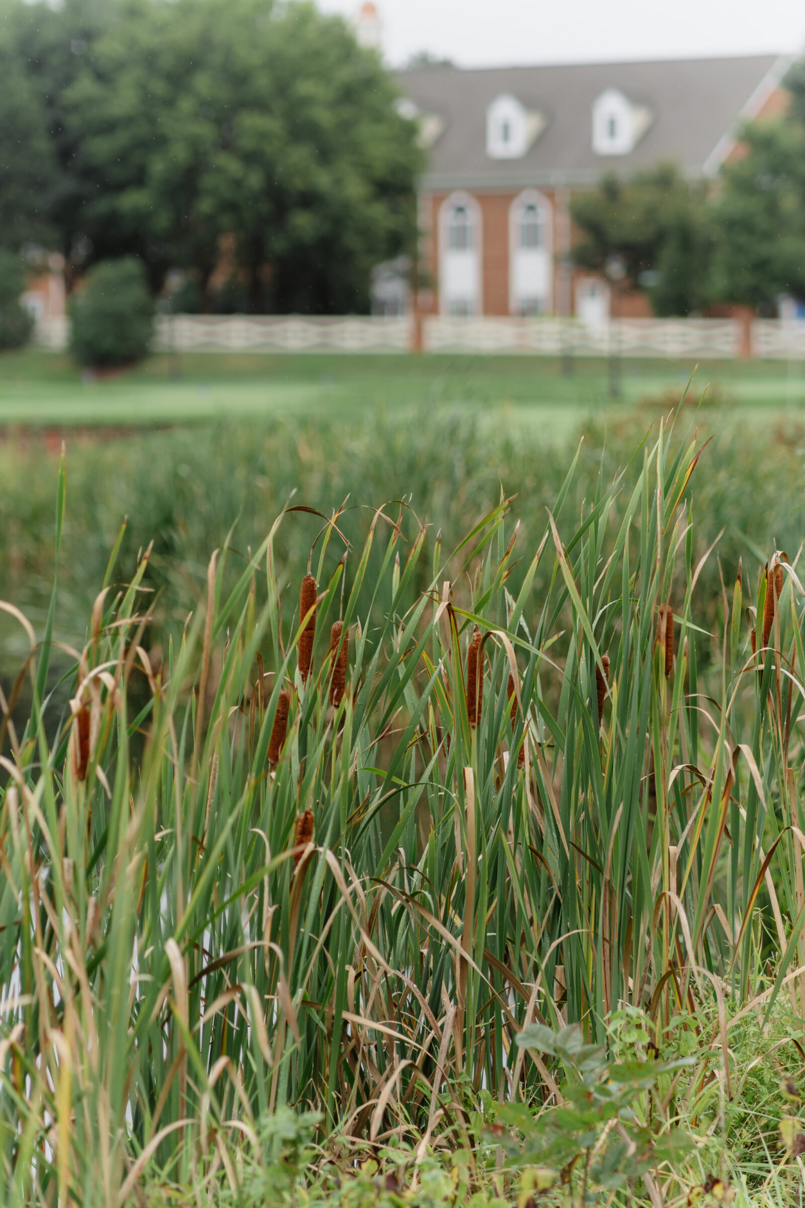 Lush landscaped pond and greenery at Regency at Dominion Valley wedding venue in Haymarket VA