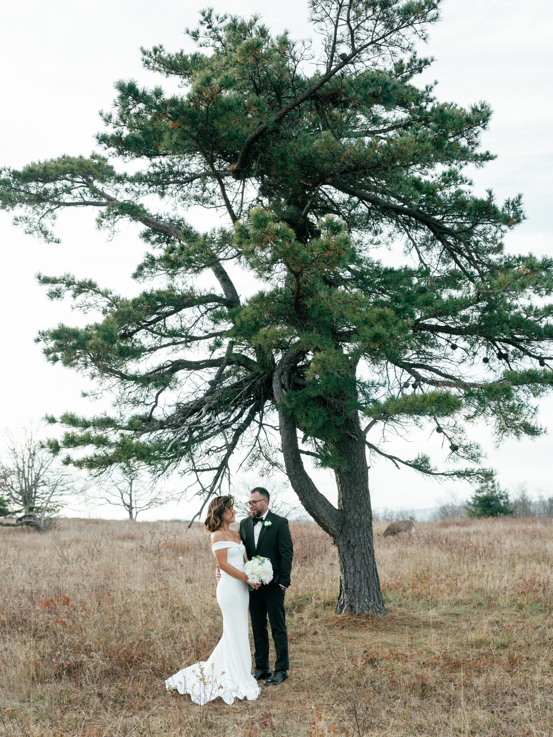 Bride and groom standing beneath a tall pine tree in an open meadow at Tanner’s Ridge during their Skyline Drive Virginia pictures, with soft autumn tones and a deer grazing in the background.