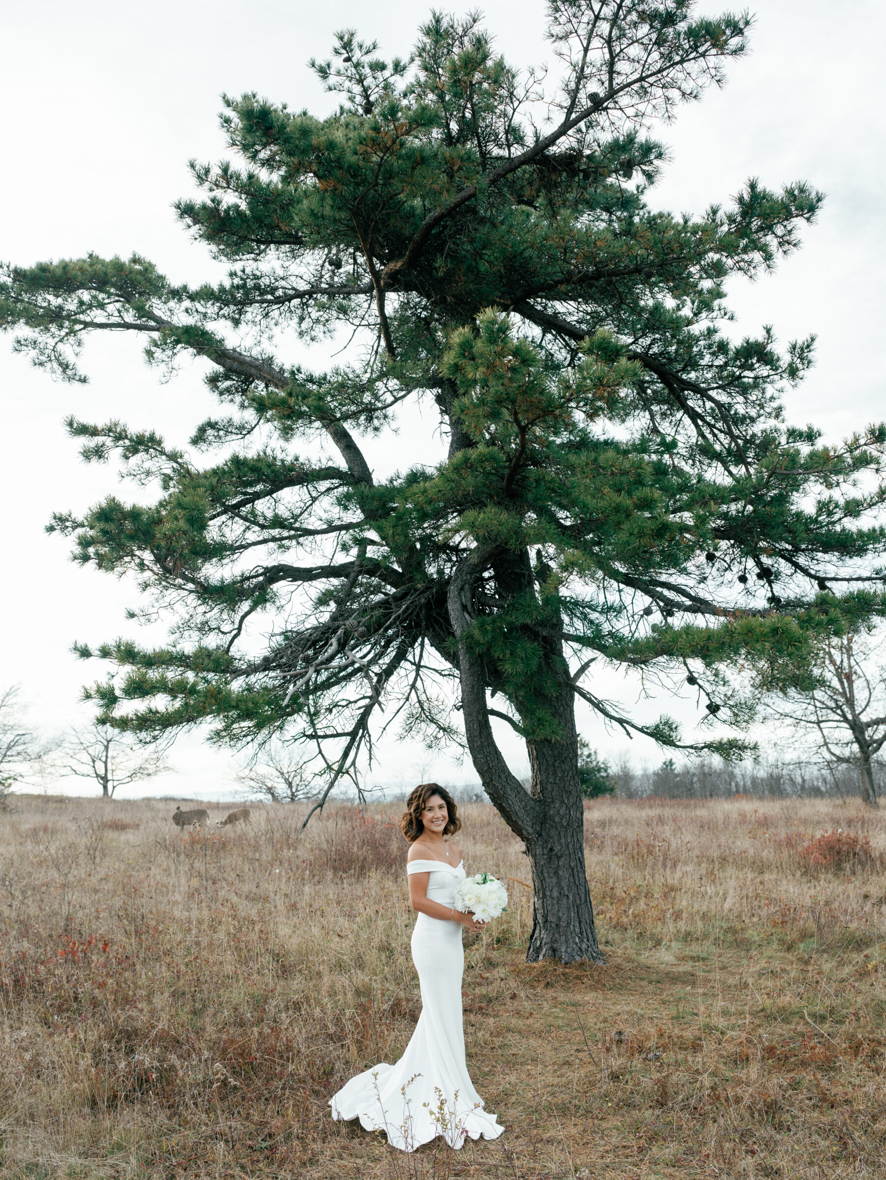 Skyline Drive Virginia Pictures | Bride standing beneath a tall pine tree at Tanner’s Ridge, holding a white bouquet in an open autumn meadow with deer grazing softly in the background.
